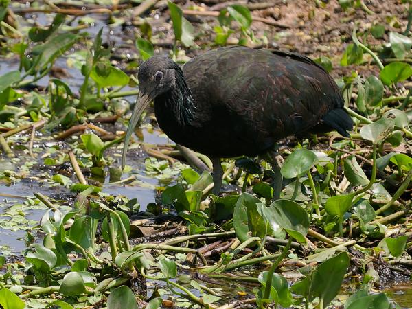 Groene ibis (Mesembrinibis cayennensis)